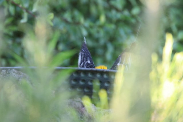 Hooded Oriole at Bird Feeder Through Foliage