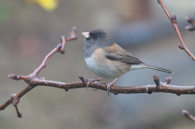 Dark-Eyed Junco Perched on Winter Branch