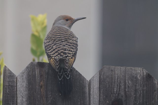 Northern Flicker Perched on Weathered Wooden Fence