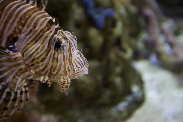 Majestic Lionfish in Captivity