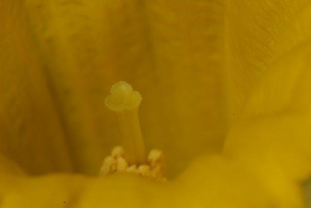 Inside a Yellow Geranium Flower