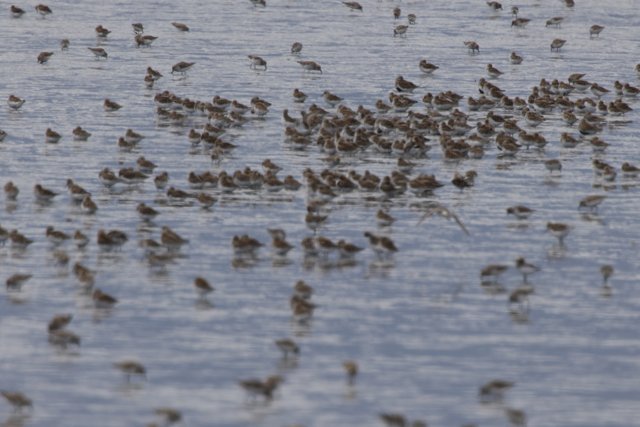 Dance of the Shorebirds