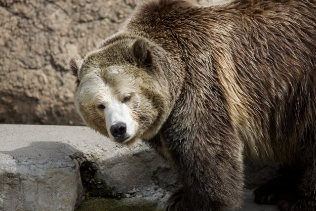 Majestic Brown Bear at SF Zoo