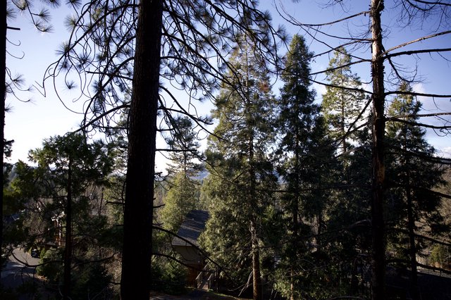 Silhouetted Pine Forest Through Burnt Tree Canopy