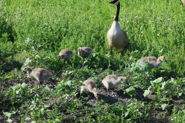 Canada Goose Family Foraging in Spring Wetland