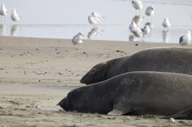Elephant Seals Resting on Drakes Beach with Gulls