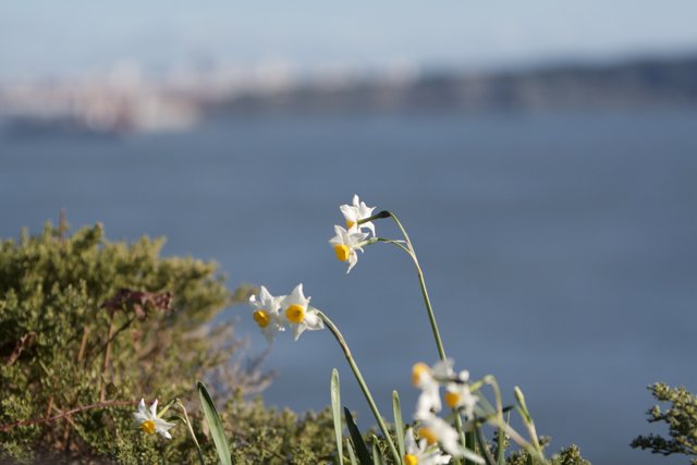 Seascape Daffodils