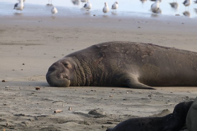 Northern Elephant Seal Resting on Drakes Beach