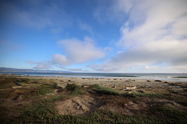 Elephant Seals Resting on Drakes Beach Coastline