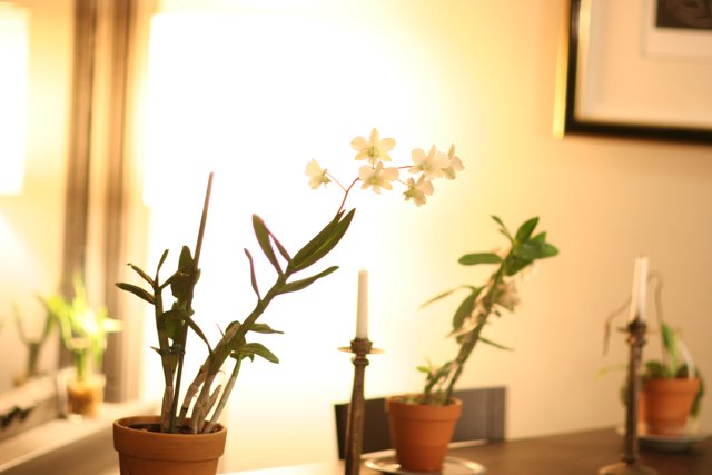 Aesthetic Ikebana Flower Arrangement