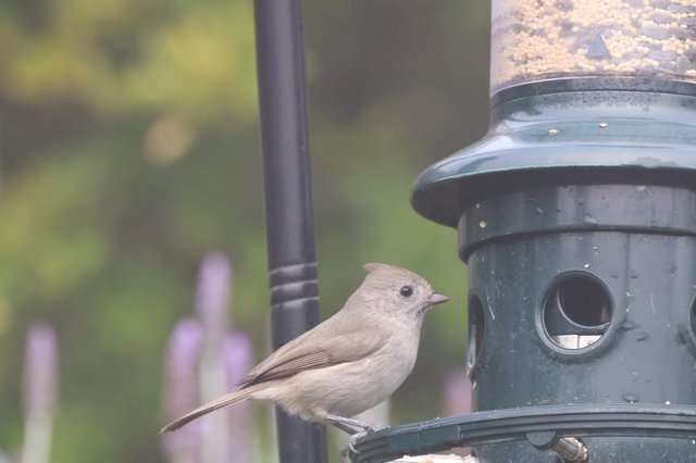 Small Bird Perched on Green Seed Feeder