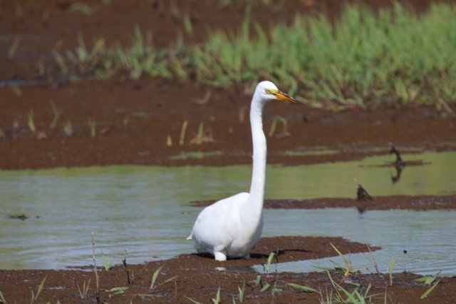 Great Egret Wading in Shallow Wetland Waters