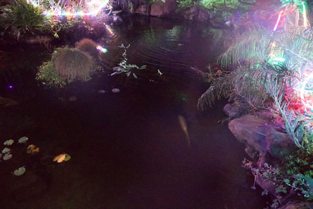 Enchanted Evening at the Pond