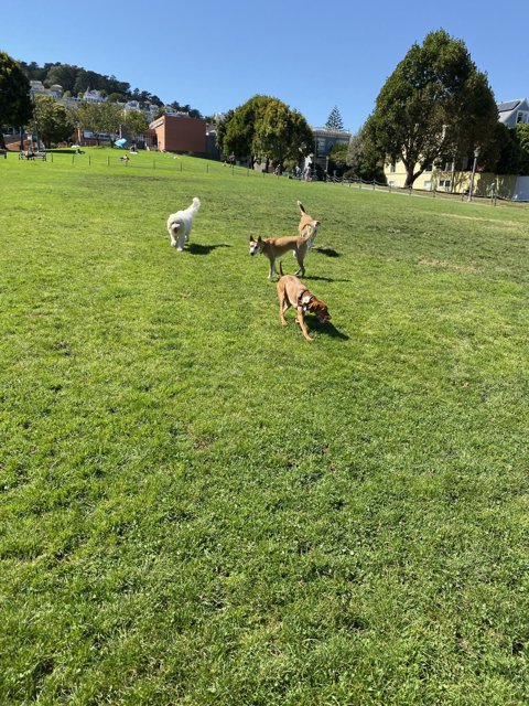 Dogs Let Loose in the Park