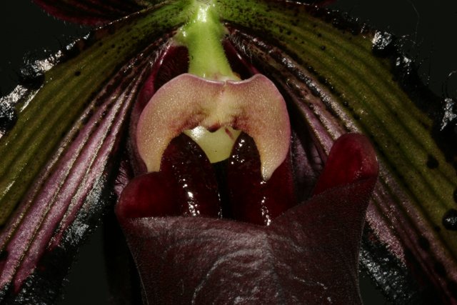 Open-mouthed Orchid