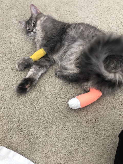 Injured Feline