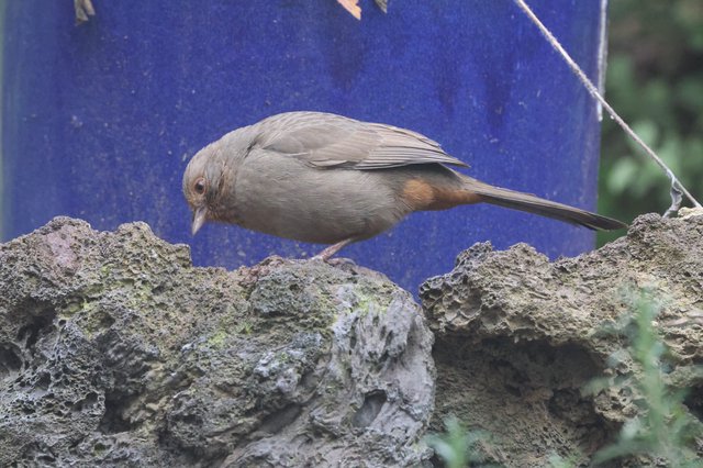 Gray Songbird Perched on Textured Stone Wall