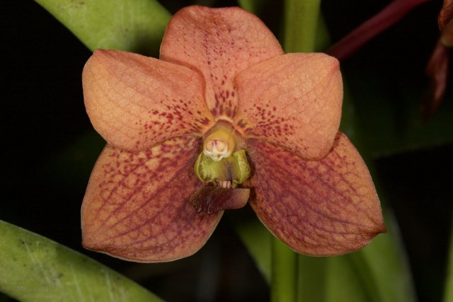 Orange Orchid with Brown Spots