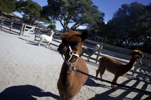 Llamas at the Ranch: A Day in Carmel Valley