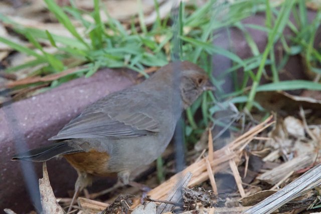 Feathered Nature: The Visitatior at Fort Mason