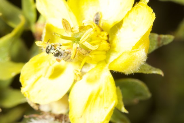 Bee Collecting Pollen on Yellow Flower