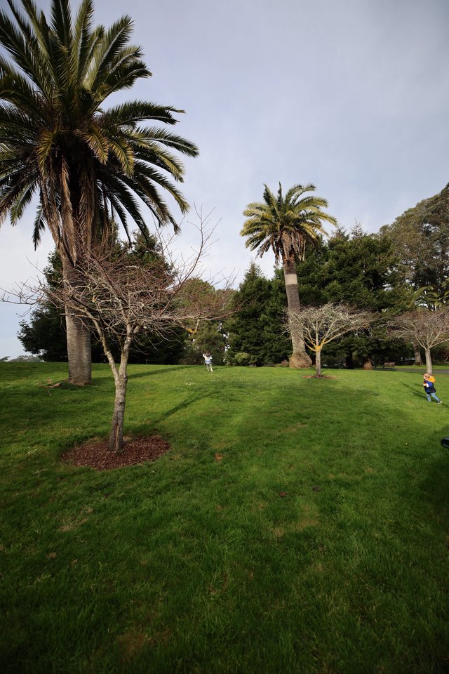 Palm Trees and Bare Branches in Misty Park