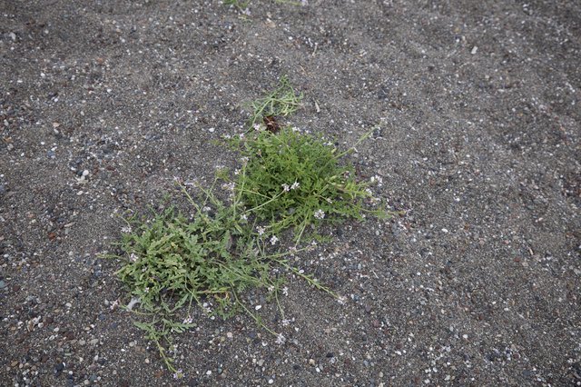 Resilient Wildflower Thriving in Gravel Terrain