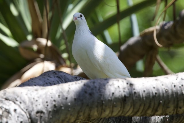Graceful Vigilance: The White Dove of Honolulu Zoo