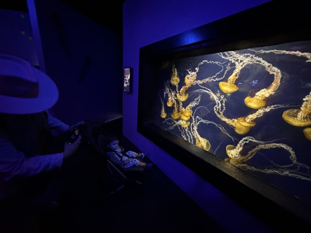 Fascination Underwater: The Jellyfish Encounter