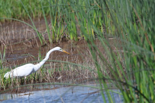 Great Egret Hunting in Wetland Rice Fields