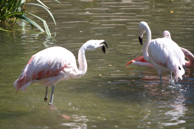 Flamingo Trio in their Natural Habitat