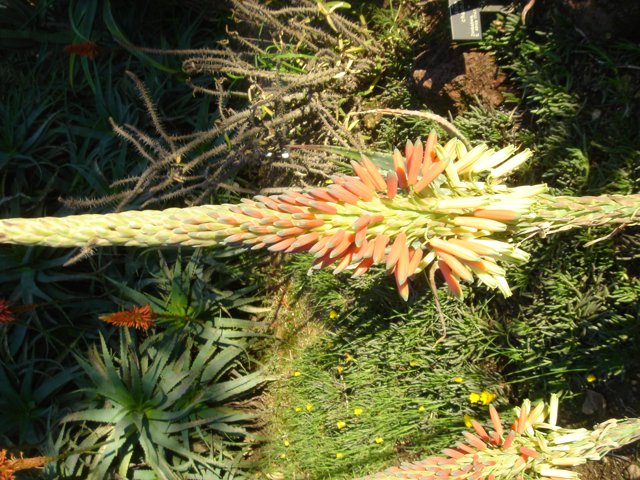 Beautiful Agavaceae Plant with Blooming Flowers