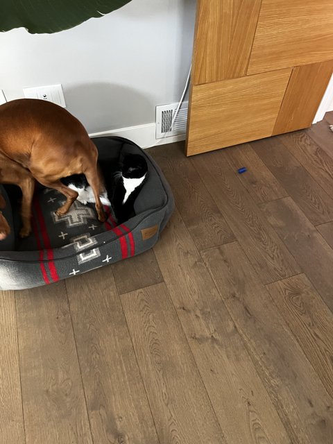 Two Canine Companions Resting on Hardwood Floors