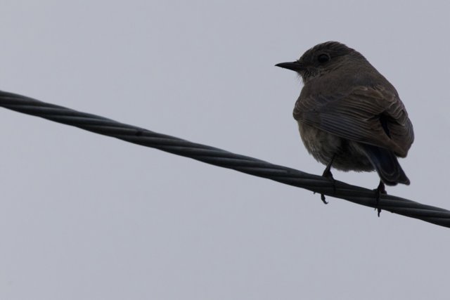 Perched Contemplation