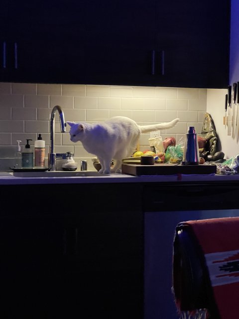 Feline Kitchen Supervisor