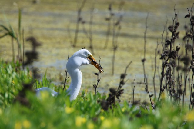 Snowy Egret Catches Crayfish at Wetland