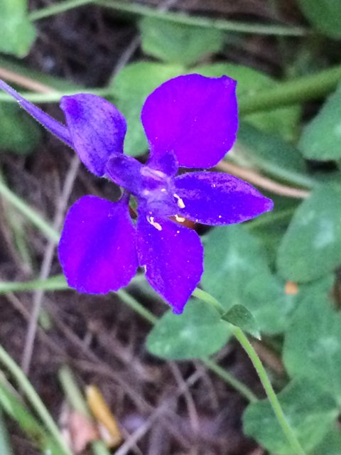 Purple Petunia Among the Grass
