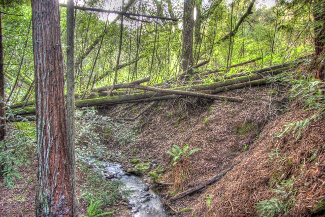 Fallen Redwood in the Creek