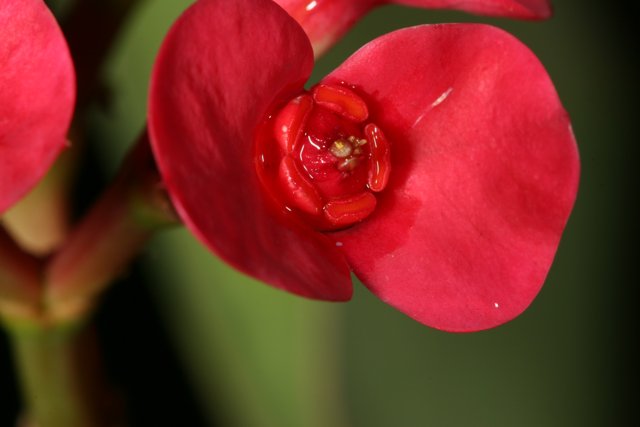Vibrant Red Geranium Flower