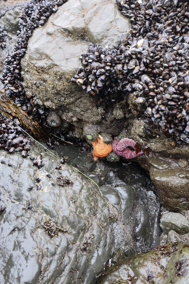 Orange and Purple Sea Stars in Rocky Tidepool