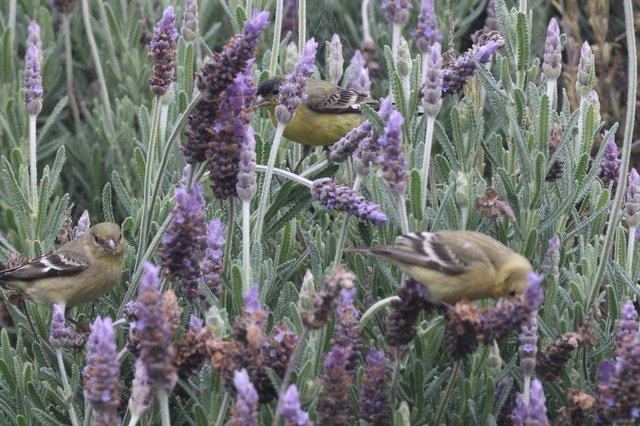 Lesser Goldfinches Foraging on Lavender Flowers