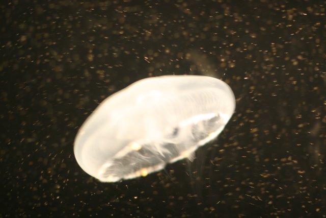 Mystical Jellyfish