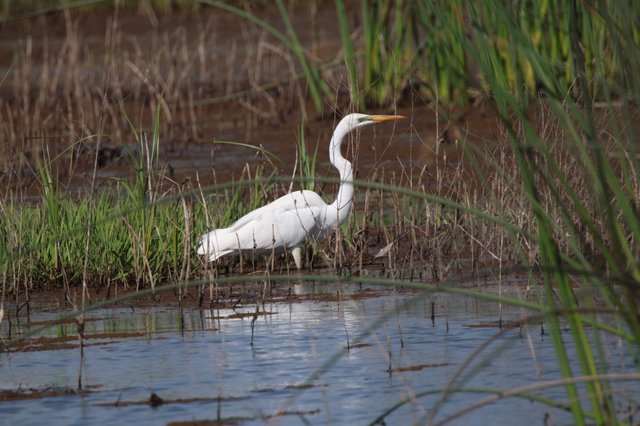 Great Egret Foraging in Wetland Marsh