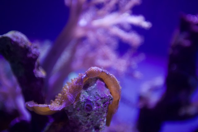 Dwarf Seahorse Wrapped Around Coral in Purple Aquarium Light