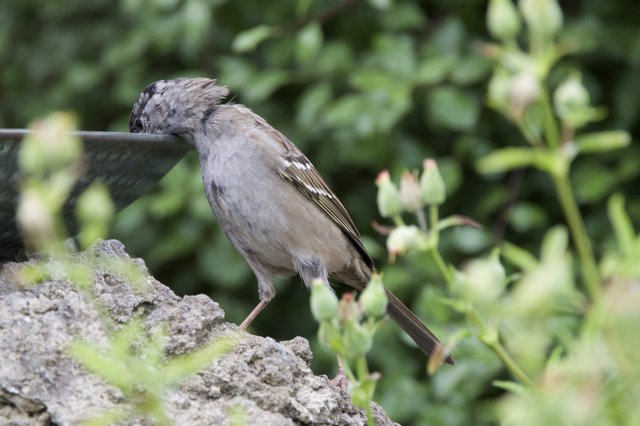 House Sparrow Drinking from Garden Bird Bath