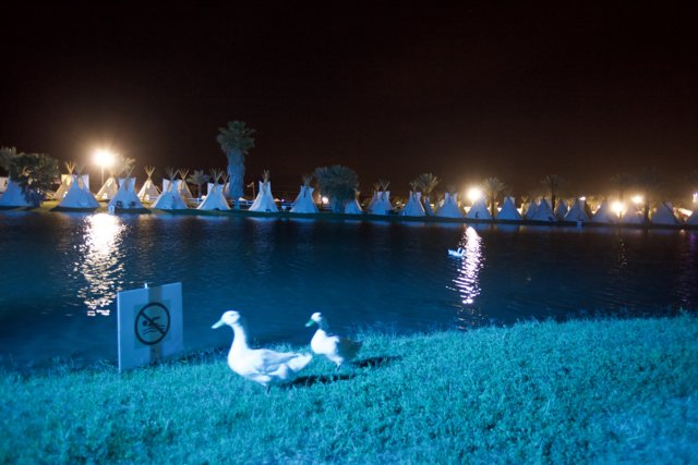 Nighttime Ducks in the Lake