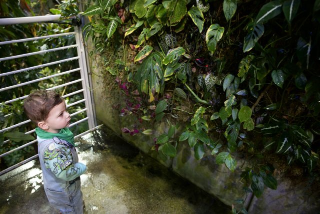 A Young Explorer in the Rainforest