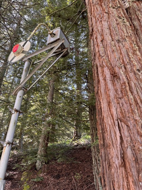 Modern Contrasts in Ancient Forests