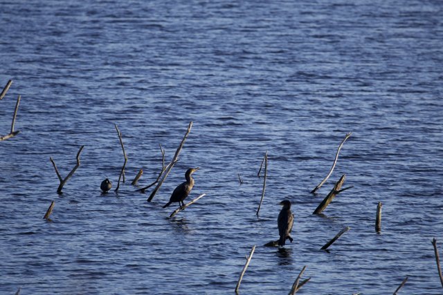 Birds of Lake Merced in Unity