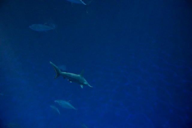 Subaqueous Soirée: A Gathering of Sharks